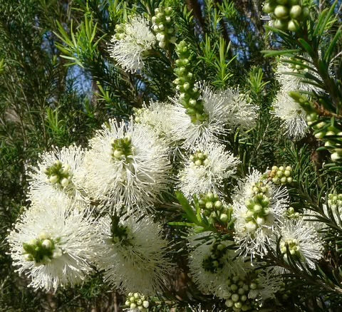 Coconut Conditioner - Lavender & Tea Tree