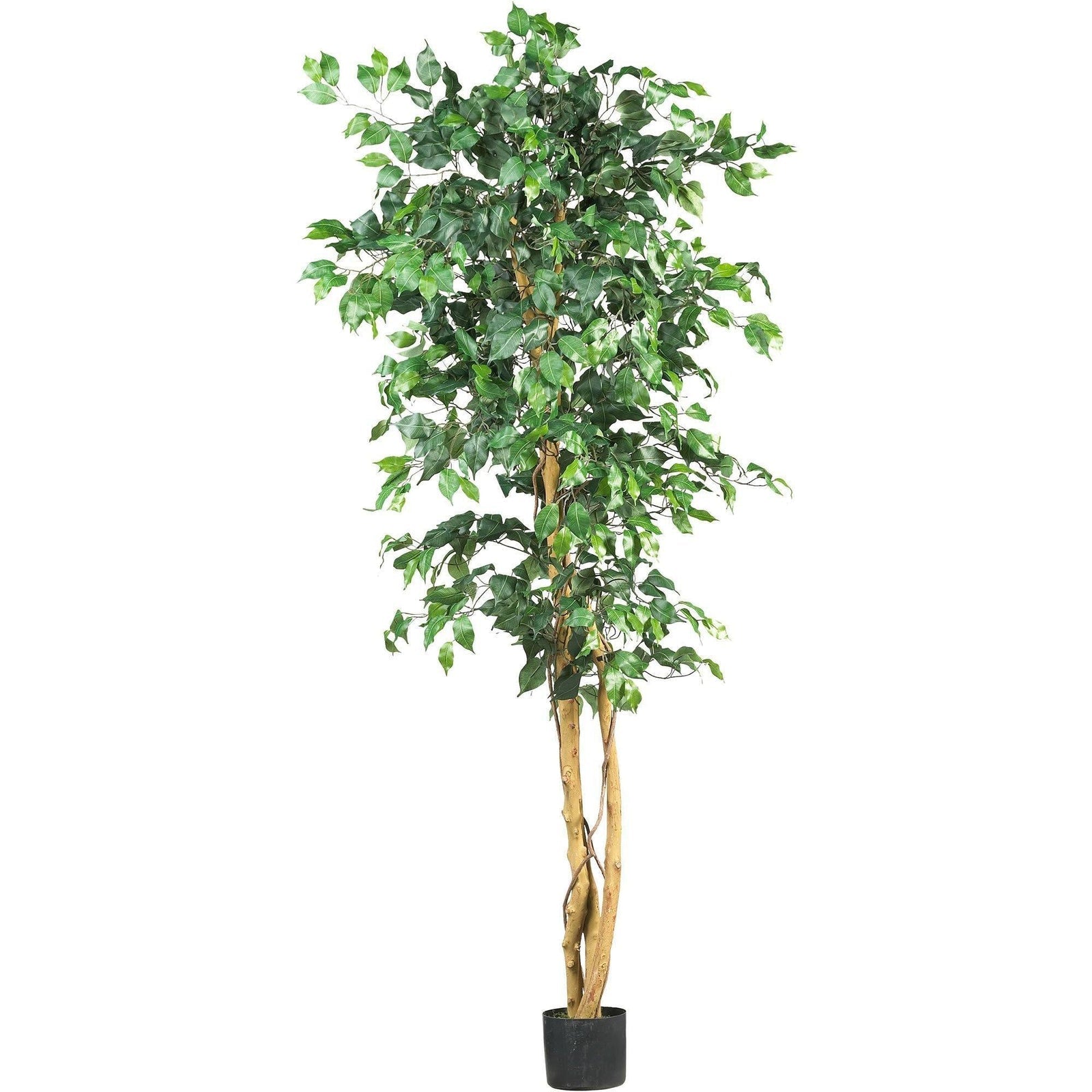 72" Ficus Silk Tree