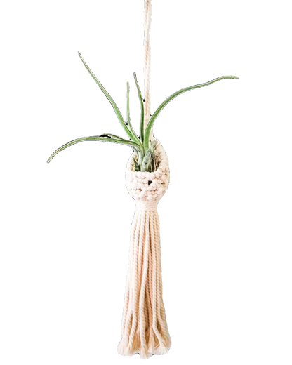 Mini Air Plant Pod (18 1/2")