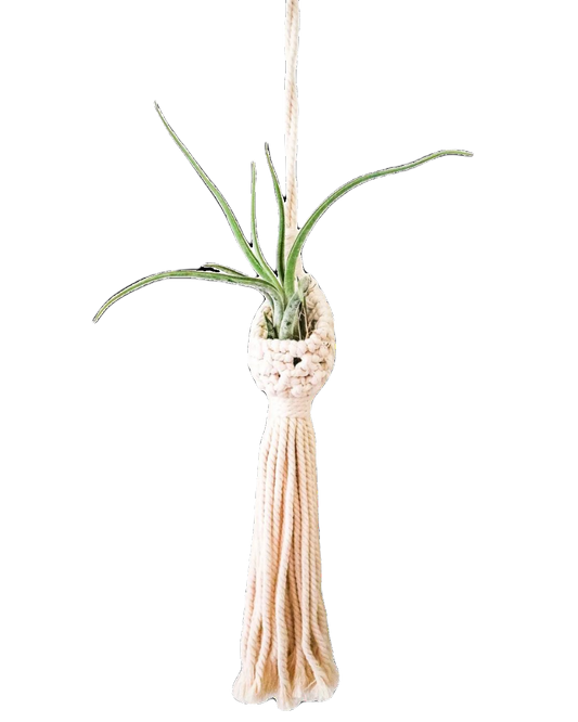 Mini Air Plant Pod (18 1/2")