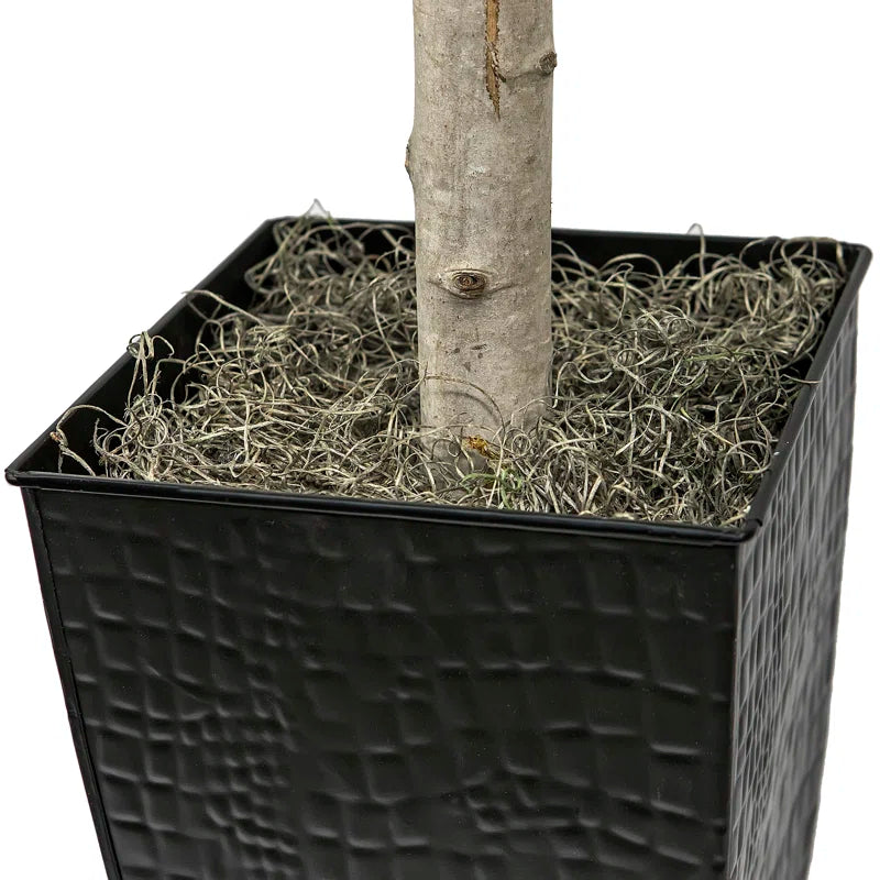 Ficus Tree in Black Metal Pot