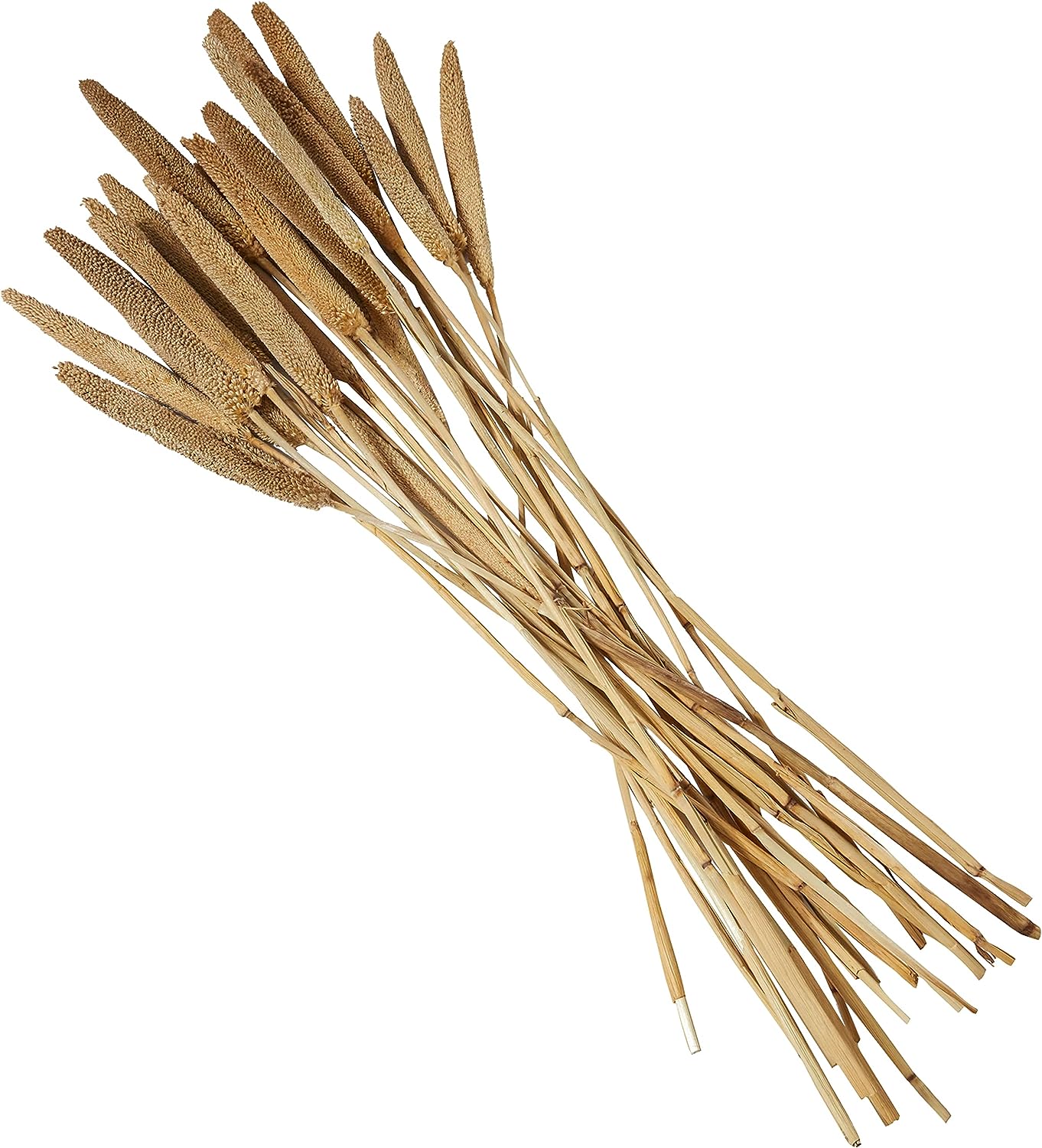 30" dried reeds