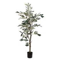 84" Olive Tree