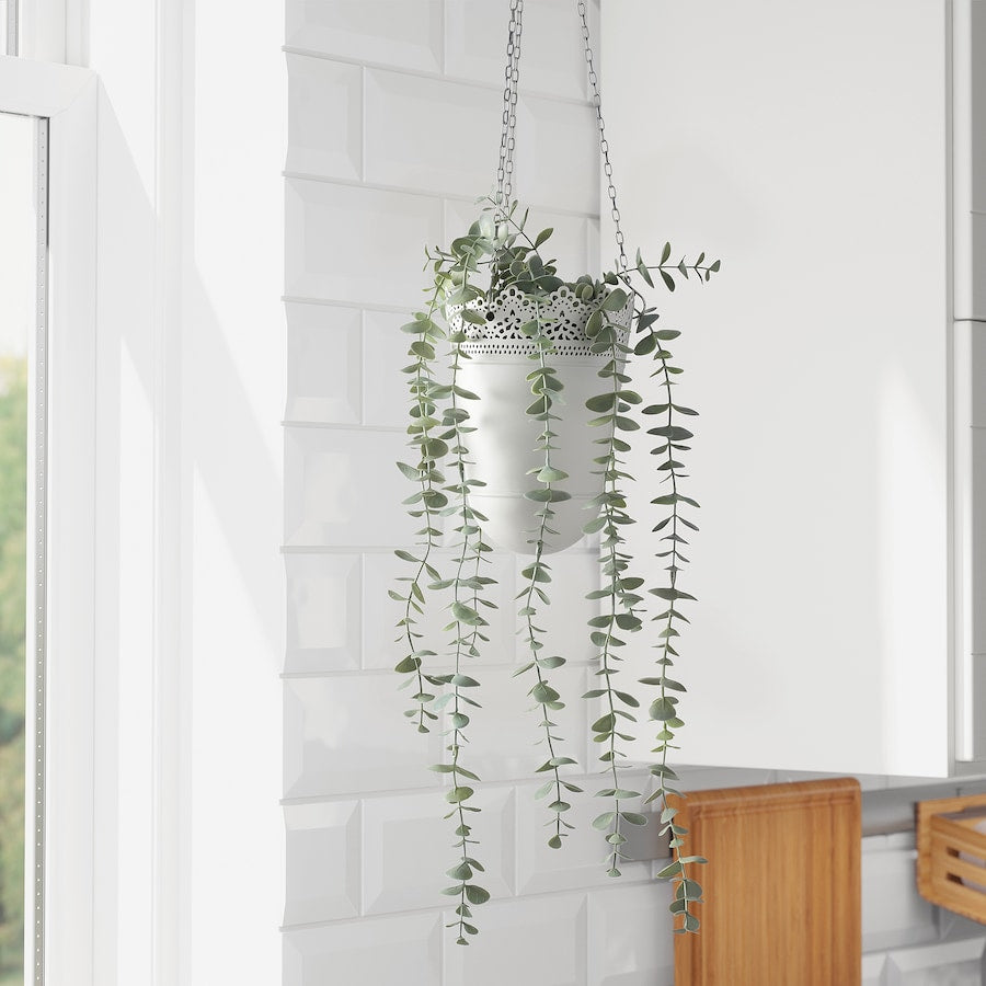 Eucalyptus Draping plant