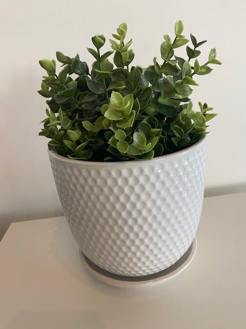 White pot with plant- Small