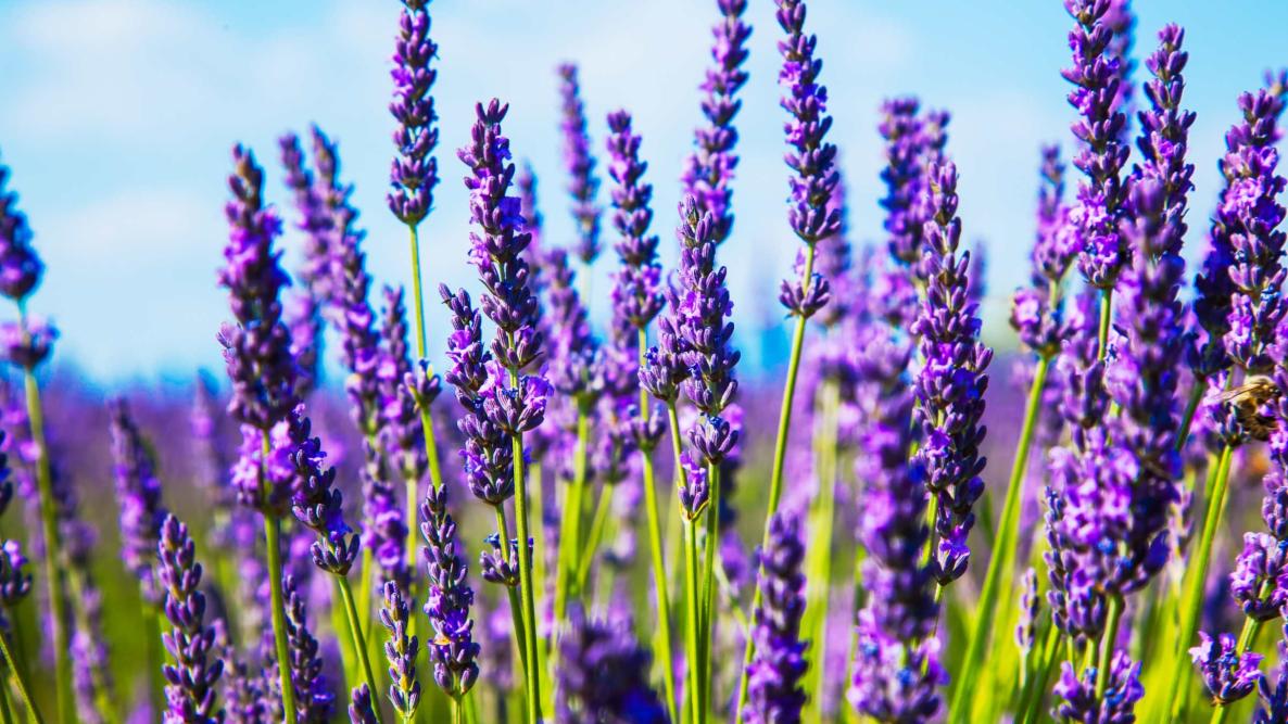 Liquid Laundry Detergent (Lavender)